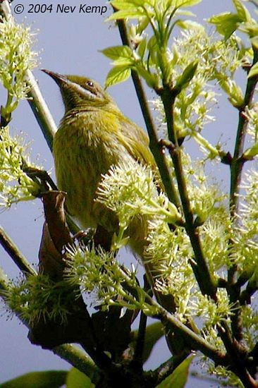 Yellow-eared Honeyeater - ML379664461