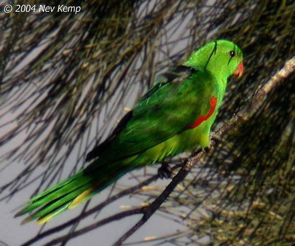 Olive-shouldered Parrot - Nev Kemp