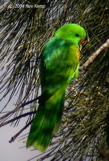Olive-shouldered Parrot - ML379664501