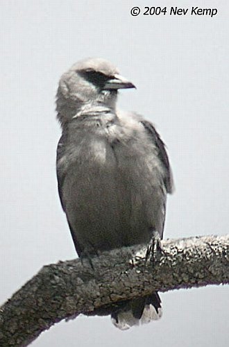 Black-faced Woodswallow (Black-vented) - ML379664521