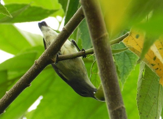 Gray-sided Flowerpecker (Gray-sided) - ML379664801