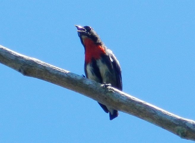 Gray-sided Flowerpecker (Gray-sided) - Muhammad Iqbal