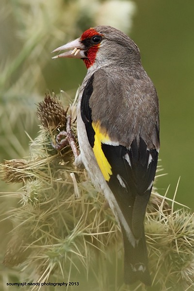 European Goldfinch (Eastern) - Soumyajit Nandy