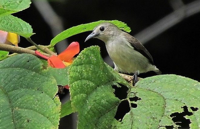 Nilgiri Flowerpecker - ML379665021