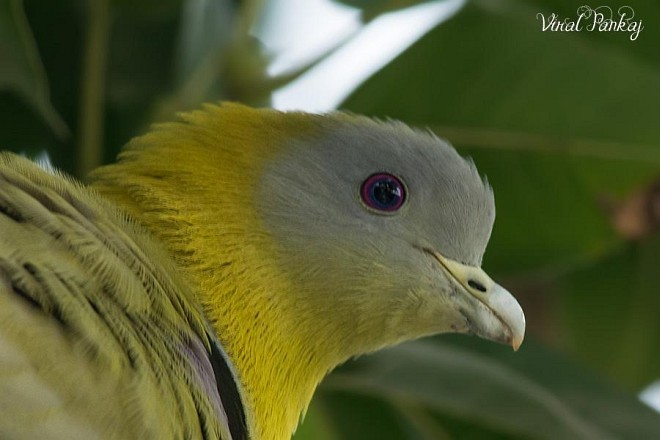 Yellow-footed Green-Pigeon - ML379665091