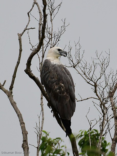 White-bellied Sea-Eagle - ML379665141