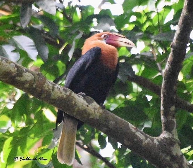 Narcondam Hornbill - ML379665651