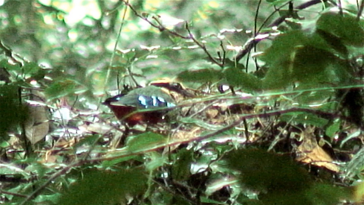 Green-breasted Pitta - ML379665731