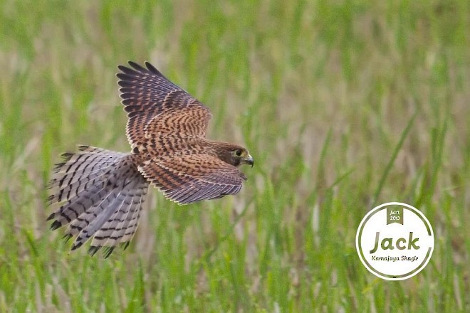 Spotted Kestrel - ML379665921