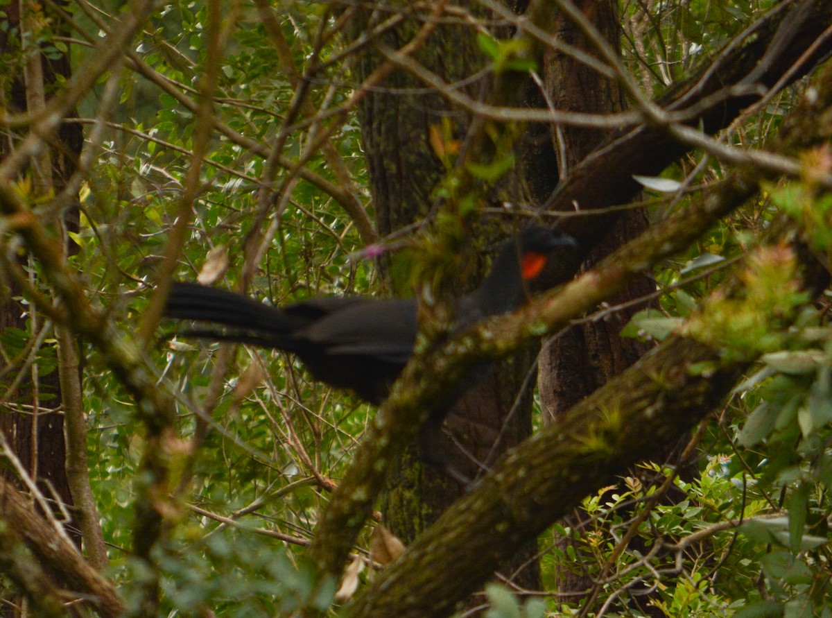 Dusky-legged Guan - João Gava Just