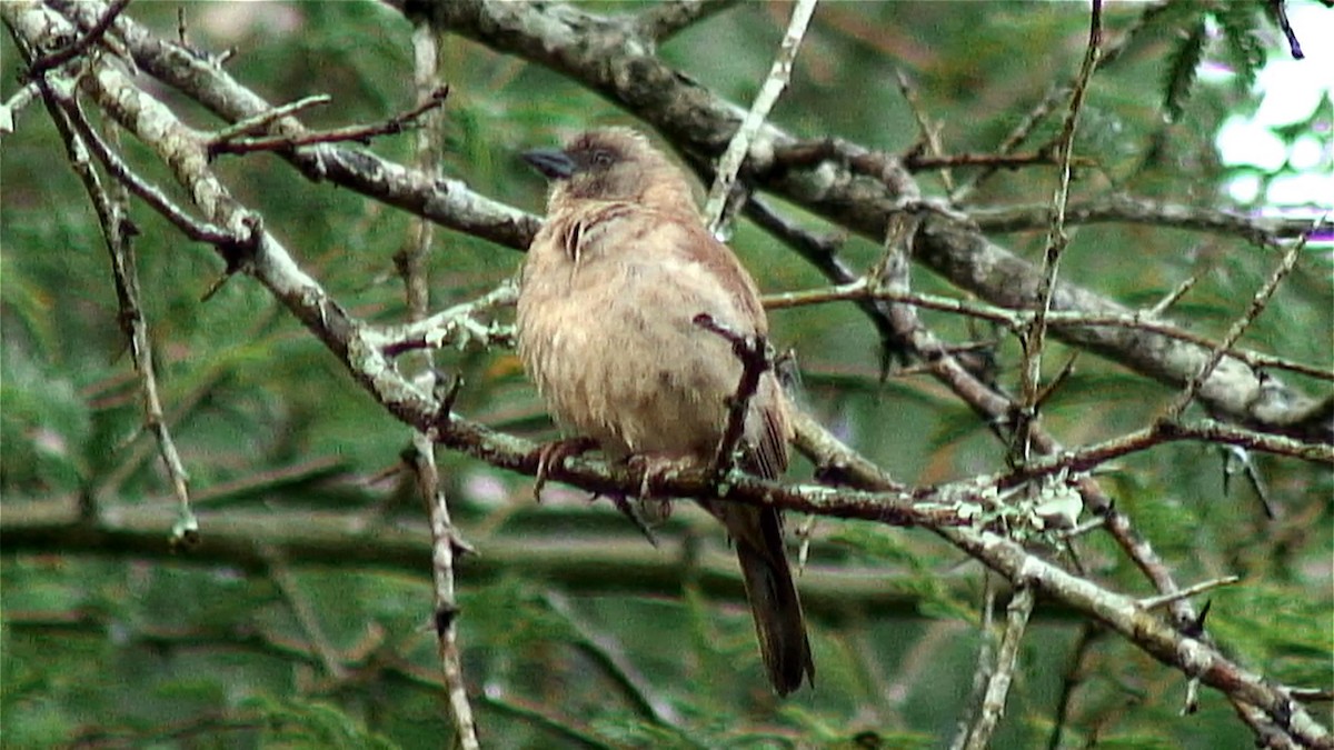 Moineau gris - ML379666241