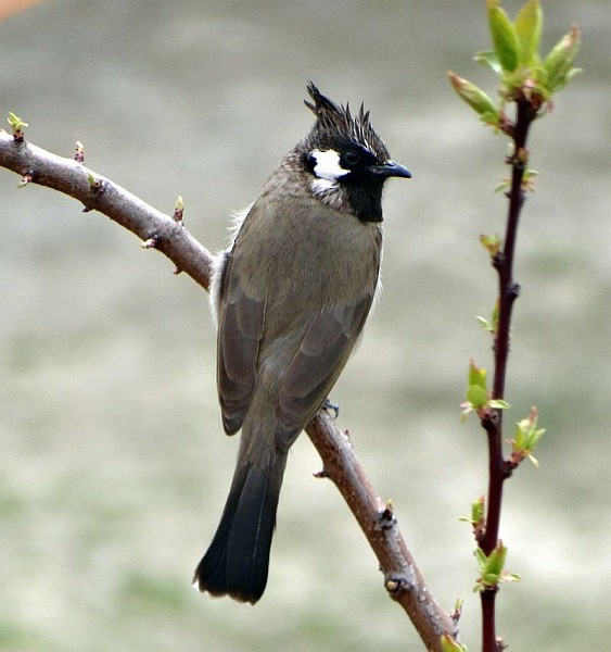 Bulbul à joues blanches - ML379666271