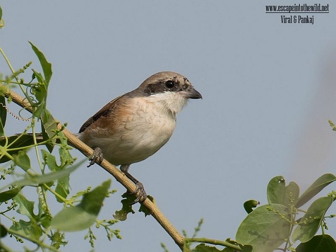 Bay-backed Shrike - ML379666291