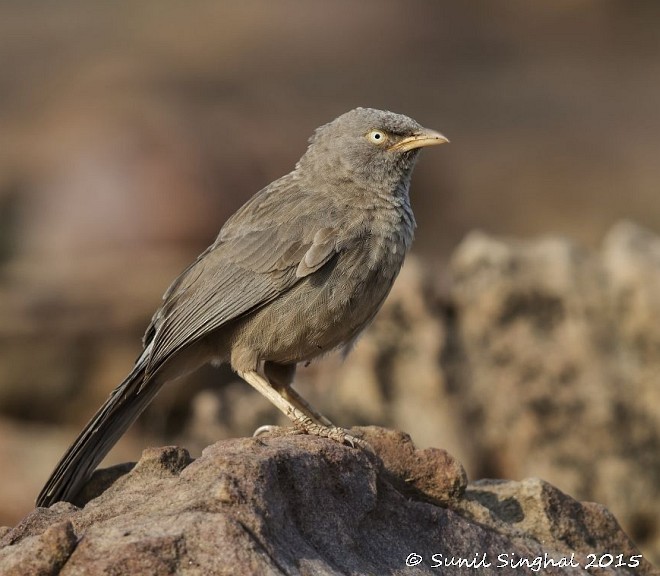 Jungle Babbler - ML379666751