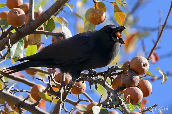 Large-billed Crow (Large-billed) - ML379666971