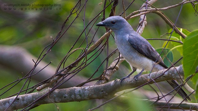 Large Cuckooshrike - Soumyajit Nandy