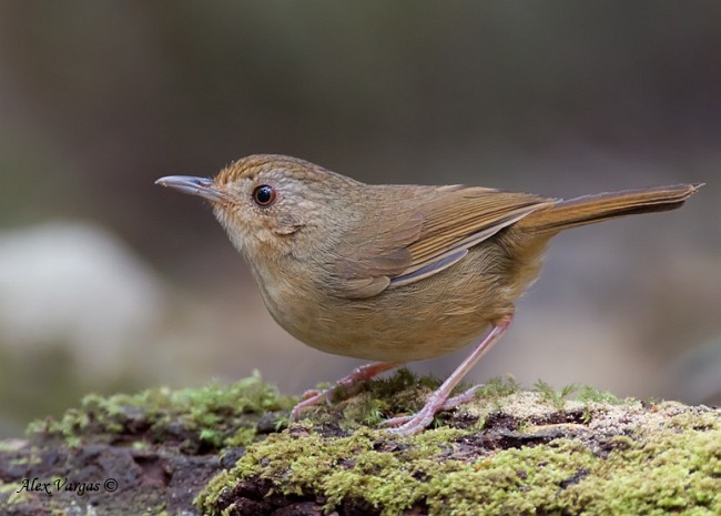 Buff-breasted Babbler - ML379667451