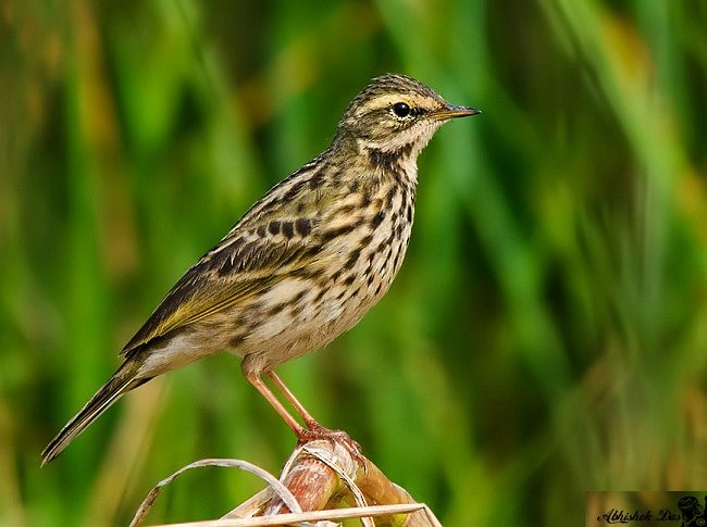 Rosy Pipit - ML379667891