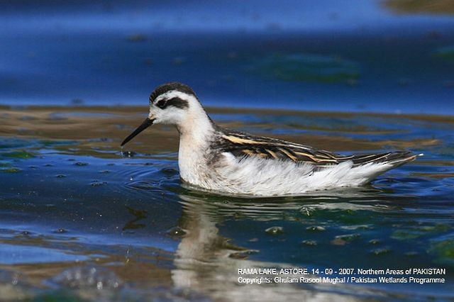 Red-necked Phalarope - ML379668081