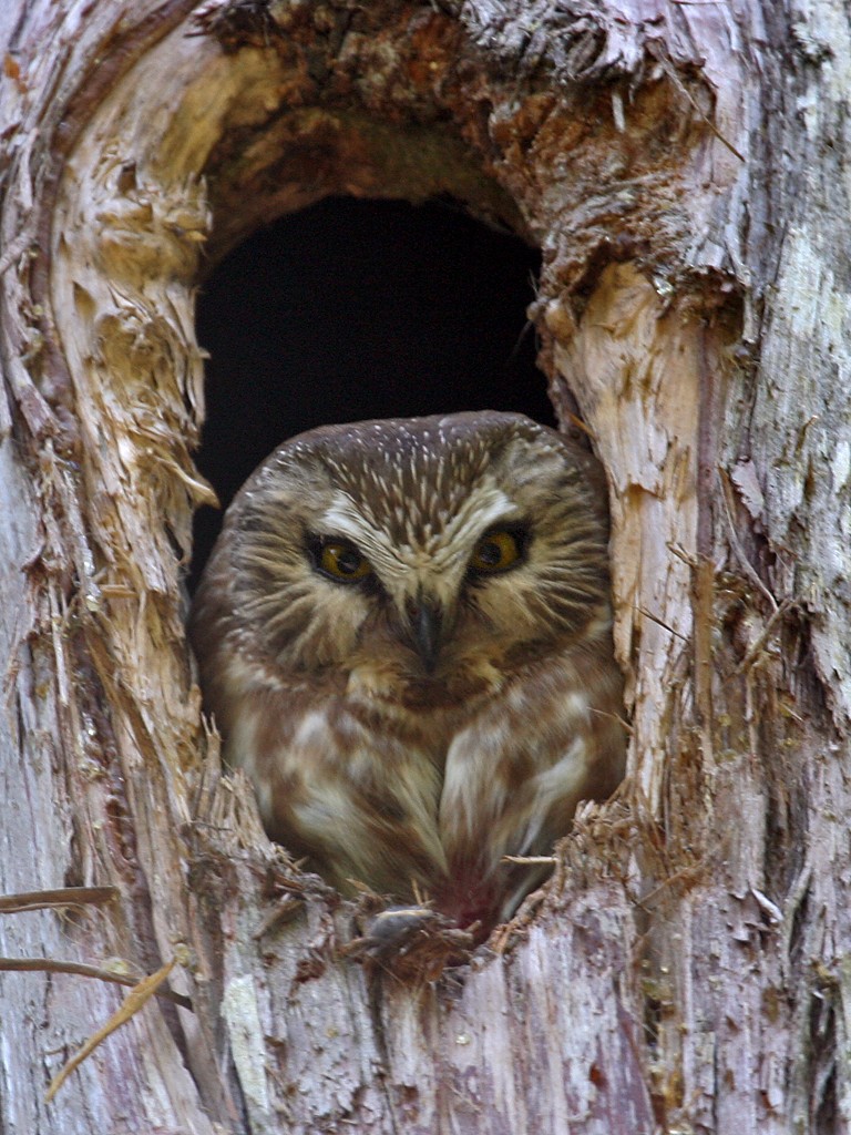 Northern Saw-whet Owl - ML37966811