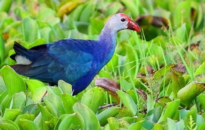 Gray-headed Swamphen - ML379668291