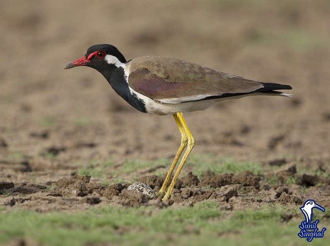 Red-wattled Lapwing - Sunil Singhal