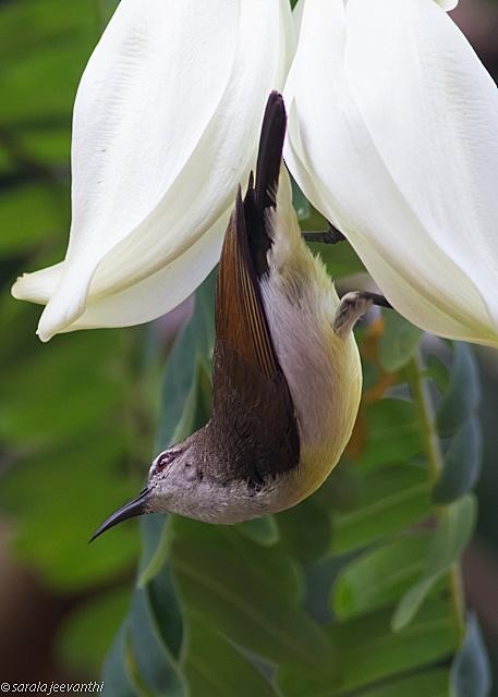 Purple-rumped Sunbird - ML379668491