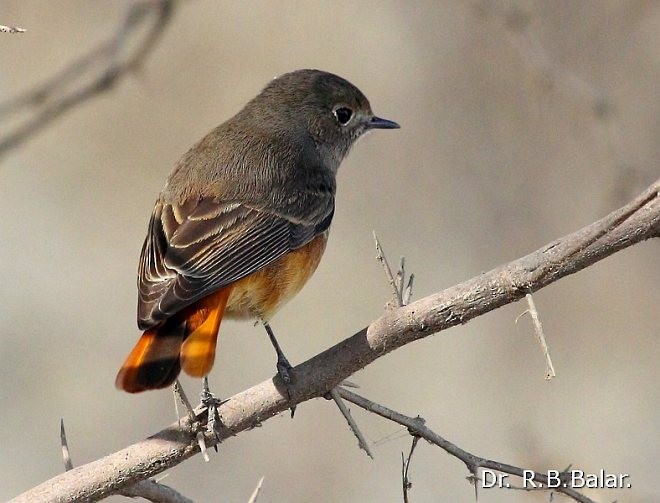 Black Redstart - Dr. Raghavji Balar