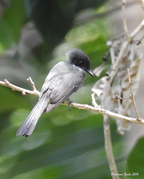 Рыжебрюхая веерохвостка (rufiventris/pallidiceps) - ML379668751