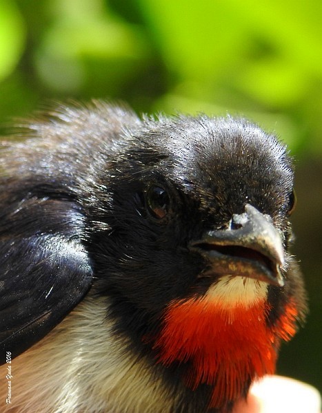 Red-chested Flowerpecker - ML379668781