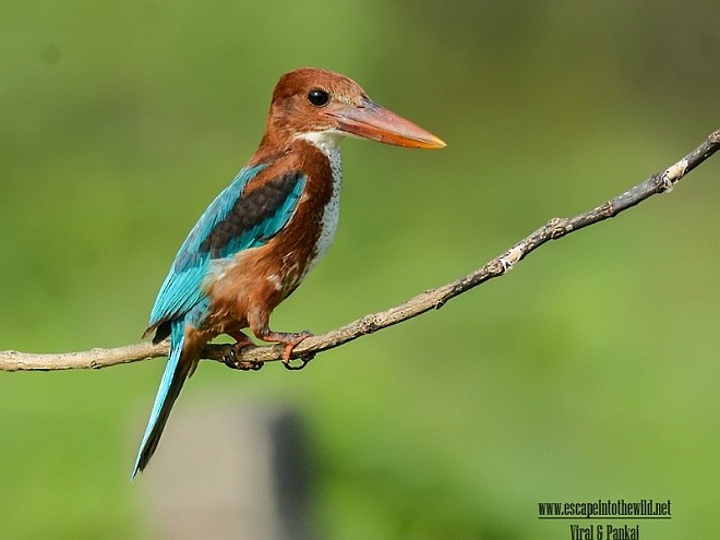 White-throated Kingfisher - ML379669181