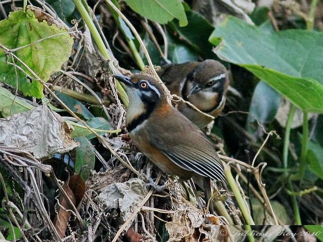 Lesser Necklaced Laughingthrush - ML379670301