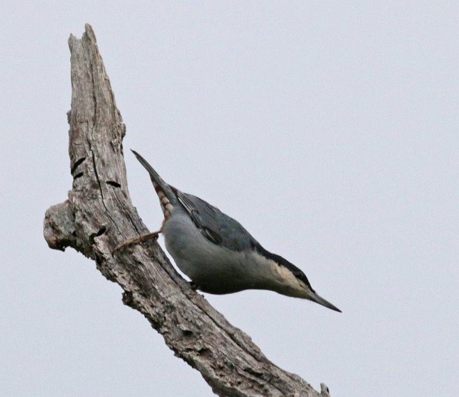 Giant Nuthatch - ML379670511