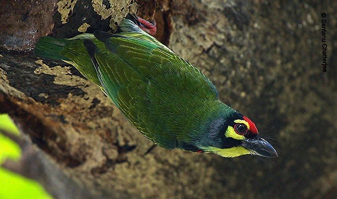 Coppersmith Barbet - Santanu  Chatterjee