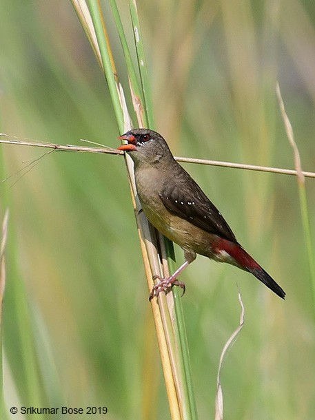 Red Avadavat (Red-bellied) - ML379671481