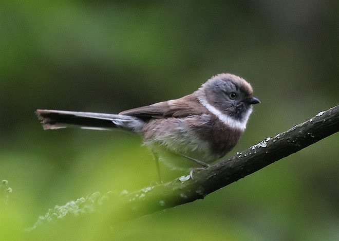 Sooty Tit - ML379671541