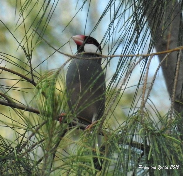 Java Sparrow - Pramana Yuda