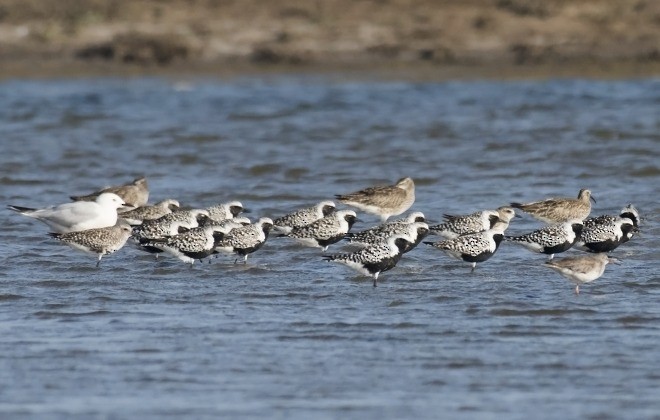 Black-bellied Plover - ML379671751