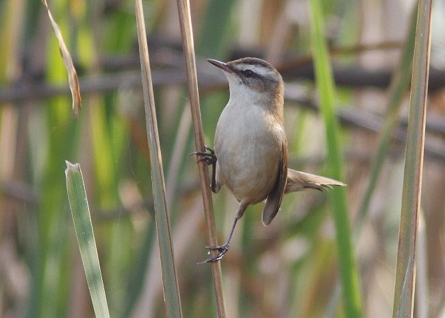 Moustached Warbler - ML379671981