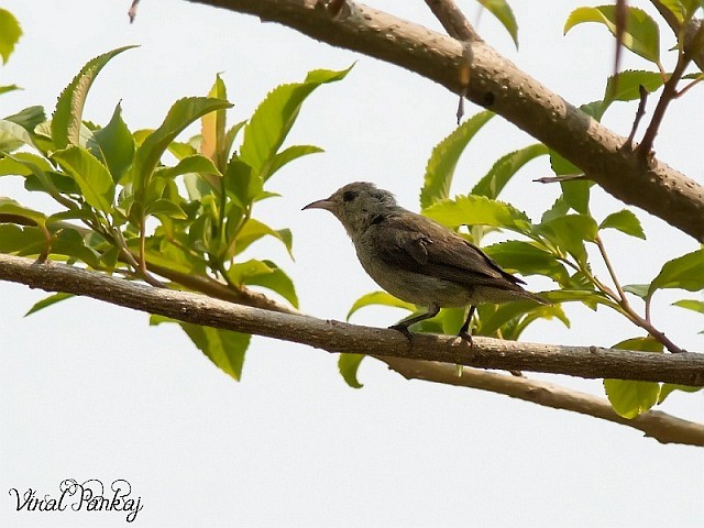 Pale-billed Flowerpecker - ML379672251