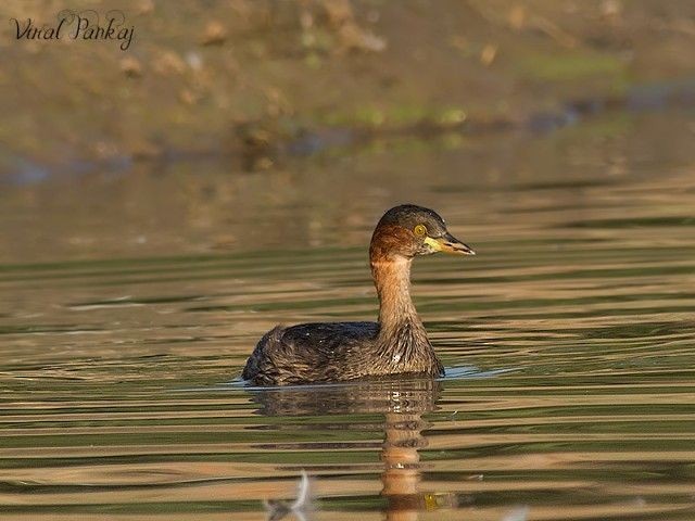 Little Grebe - ML379672341