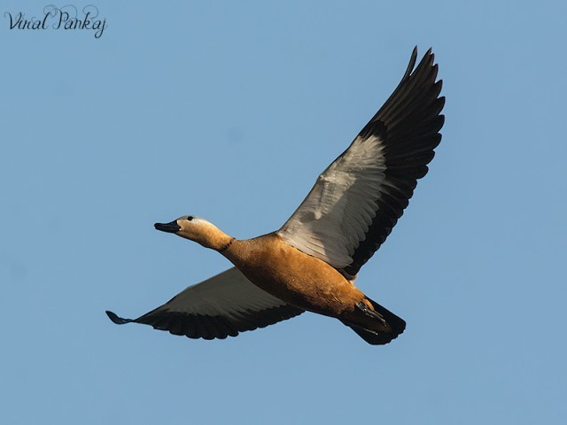 Ruddy Shelduck - ML379672351