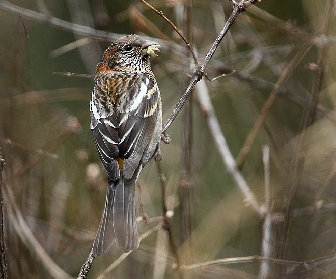 Three-banded Rosefinch - ML379672641