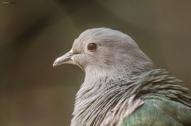 Green Imperial-Pigeon (Green) - ML379672731