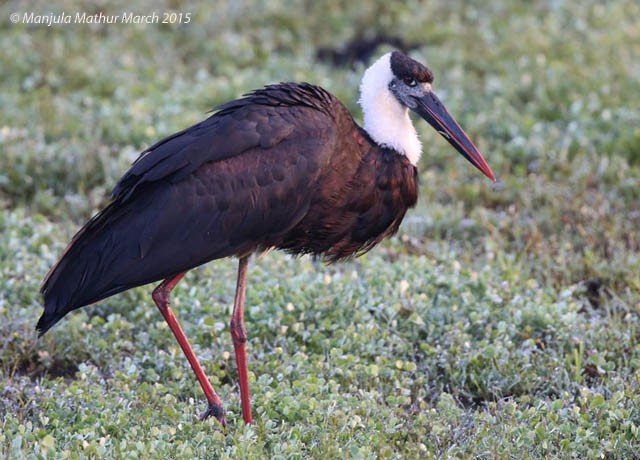 Asian Woolly-necked Stork - ML379672741