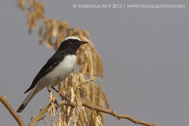 Variable Wheatear - ML379672971