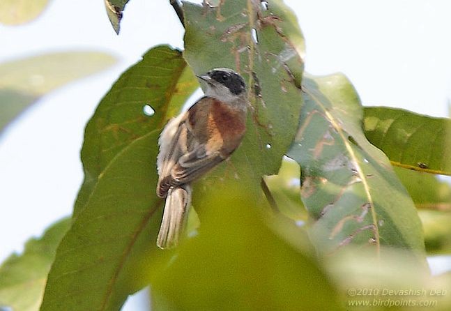 White-crowned Penduline-Tit - ML379673001