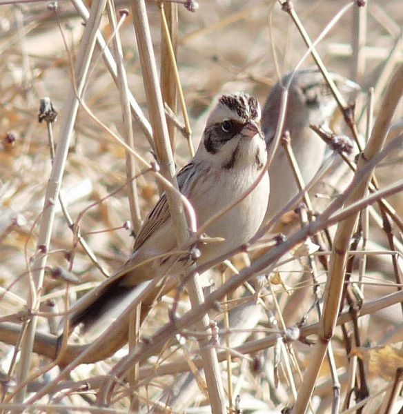 Ochre-rumped Bunting - ML379673021