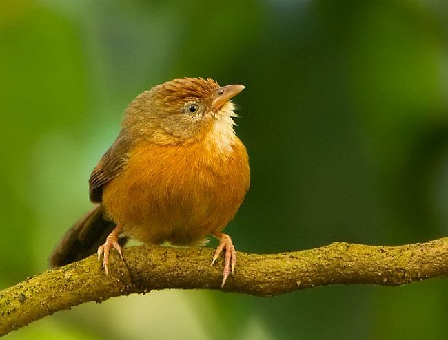 Tawny-bellied Babbler - ML379673071