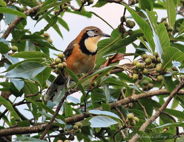 Greater Necklaced Laughingthrush - ML379673641